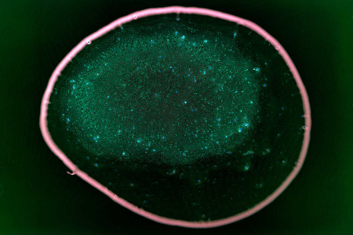 Risk Hazekamp, Planetary Conciousness, 2021 foto: courtesy the artist